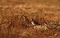 Shore lark group - G